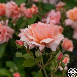 Heirloom Roses Apricot Candy™