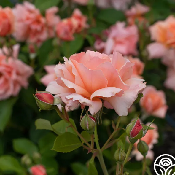 Heirloom Roses Apricot Candy™