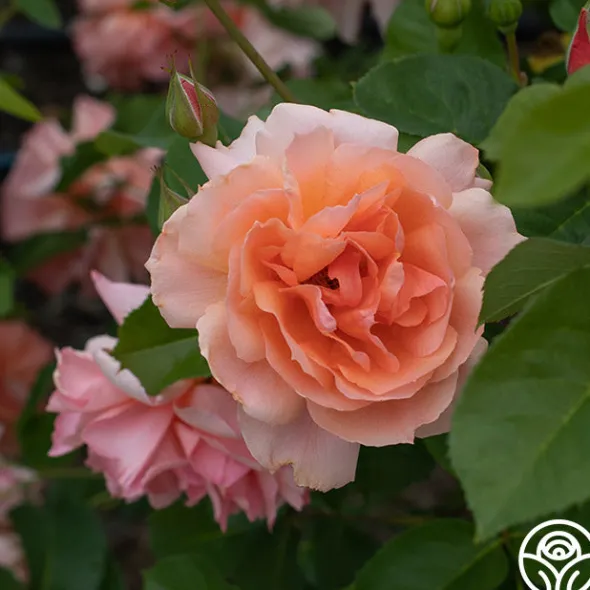Heirloom Roses Apricot Candy™