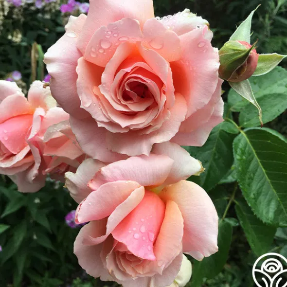 Heirloom Roses Apricot Candy™