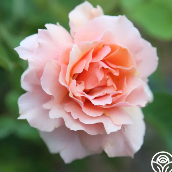 Heirloom Roses Apricot Candy™