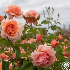 Heirloom Roses Apricot Candy™