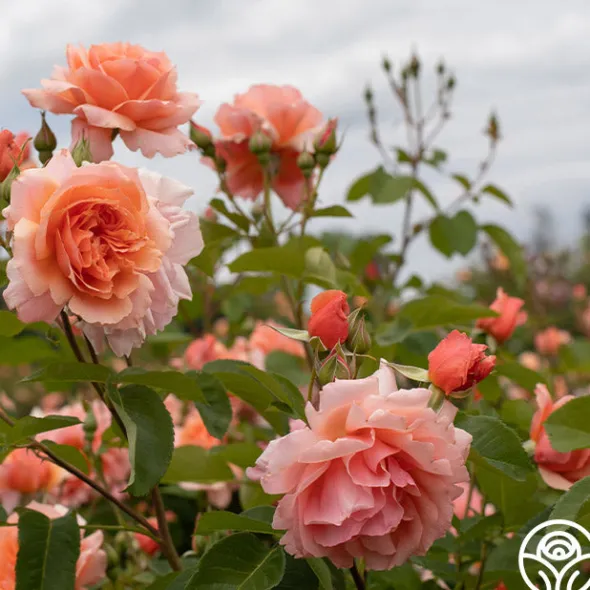 Heirloom Roses Apricot Candy™