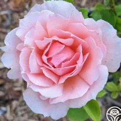 Heirloom Roses Apricot Candy™