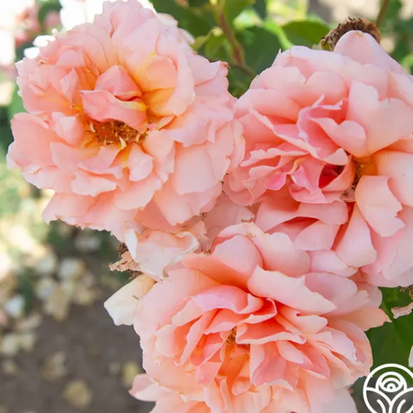 Heirloom Roses Apricot Candy™