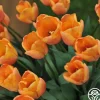 Heirloom Roses Apricot Foxx Sale