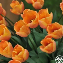 Heirloom Roses Apricot Foxx Sale