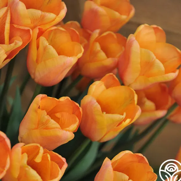 Heirloom Roses Apricot Foxx Sale
