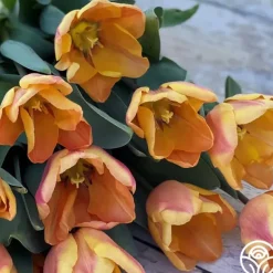Heirloom Roses Apricot Foxx Sale
