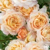 Heirloom Roses Apricot Impressionist™ Online
