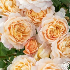 Heirloom Roses Apricot Impressionist™ Online