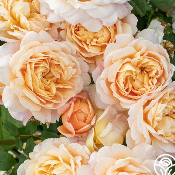 Heirloom Roses Apricot Impressionist™ Online
