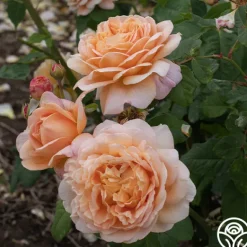 Heirloom Roses Apricot Impressionist™ Online