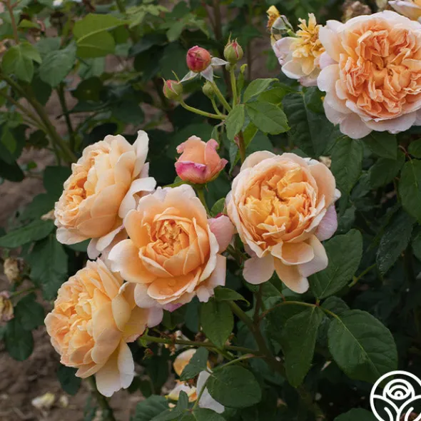 Heirloom Roses Apricot Impressionist™ Online
