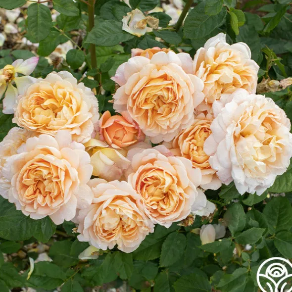 Heirloom Roses Apricot Impressionist™ Online