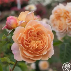 Heirloom Roses Apricot Impressionist™ Online