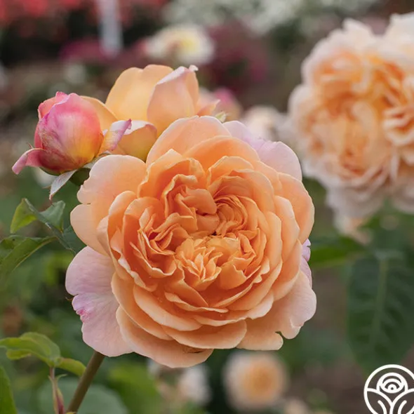 Heirloom Roses Apricot Impressionist™ Online