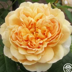 Heirloom Roses Apricot Impressionist™ Online
