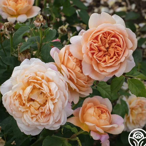 Heirloom Roses Apricot Impressionist™ Online