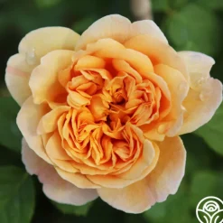 Heirloom Roses Apricot Impressionist™ Online