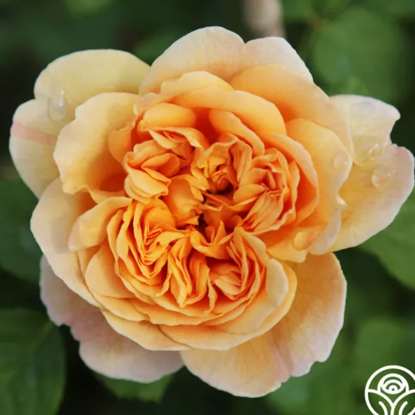 Heirloom Roses Apricot Impressionist™ Online