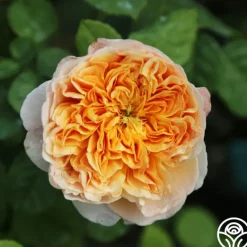 Heirloom Roses Apricot Impressionist™ Online