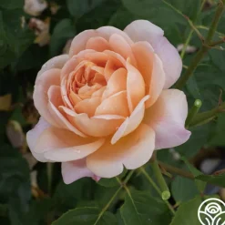 Heirloom Roses Apricot Impressionist™ Online