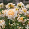 Heirloom Roses Apricot Nectar™ Outlet