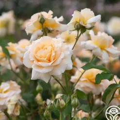 Heirloom Roses Apricot Nectar™ Outlet