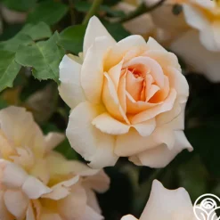 Heirloom Roses Apricot Nectar™ Outlet