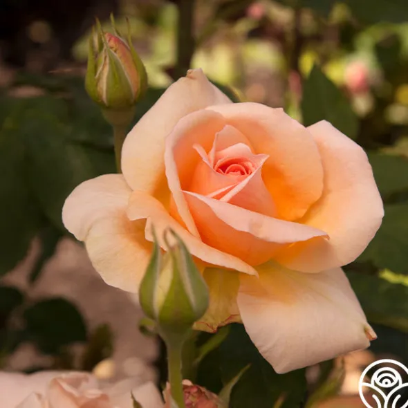 Heirloom Roses Apricot Nectar™ Outlet