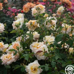 Heirloom Roses Apricot Nectar™ Outlet