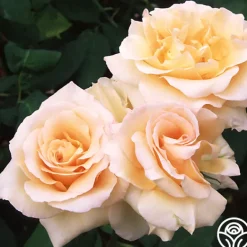 Heirloom Roses Apricot Nectar™ Outlet