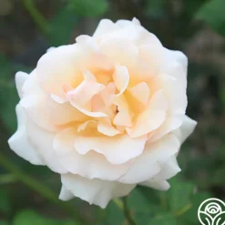 Heirloom Roses Apricot Nectar™ Outlet