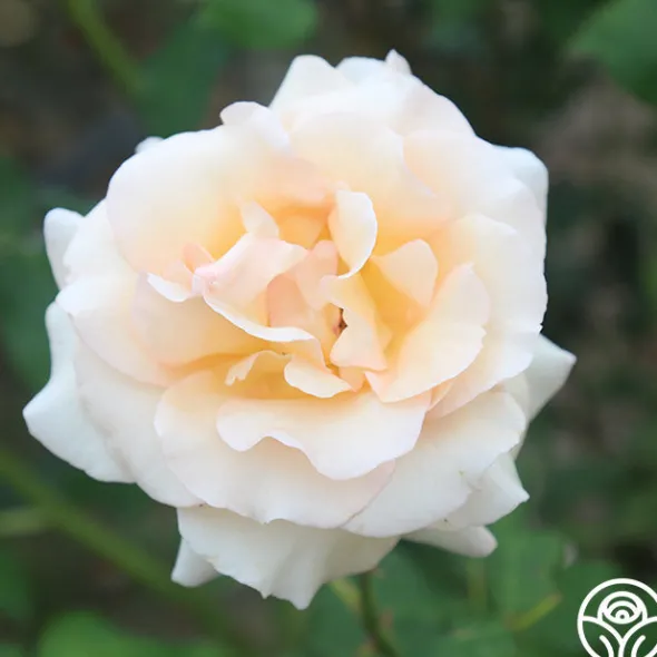 Heirloom Roses Apricot Nectar™ Outlet