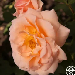 Heirloom Roses Apricot Nectar™ Outlet