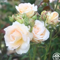 Heirloom Roses Apricot Nectar™ Outlet