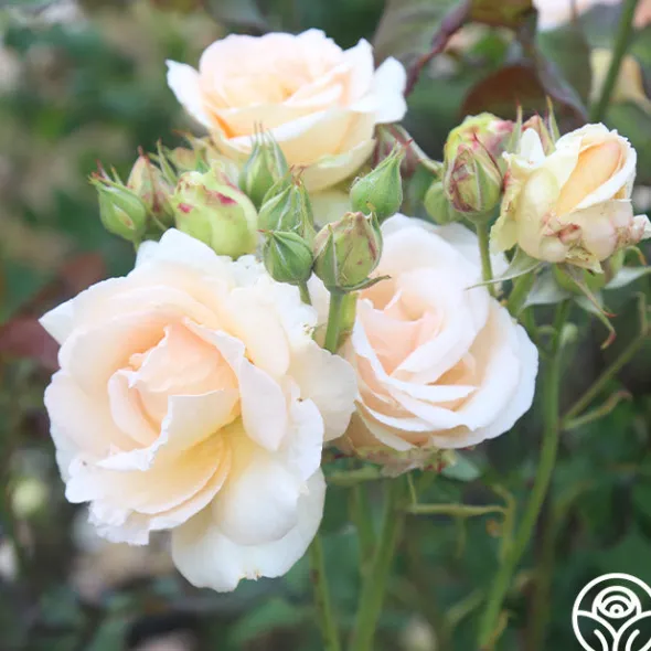 Heirloom Roses Apricot Nectar™ Outlet
