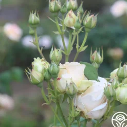 Heirloom Roses Apricot Nectar™ Outlet
