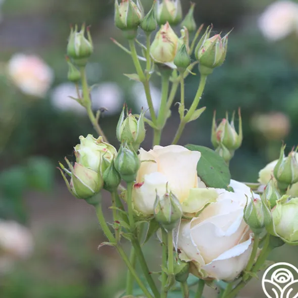 Heirloom Roses Apricot Nectar™ Outlet