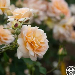 Heirloom Roses Apricot Nectar™ Outlet