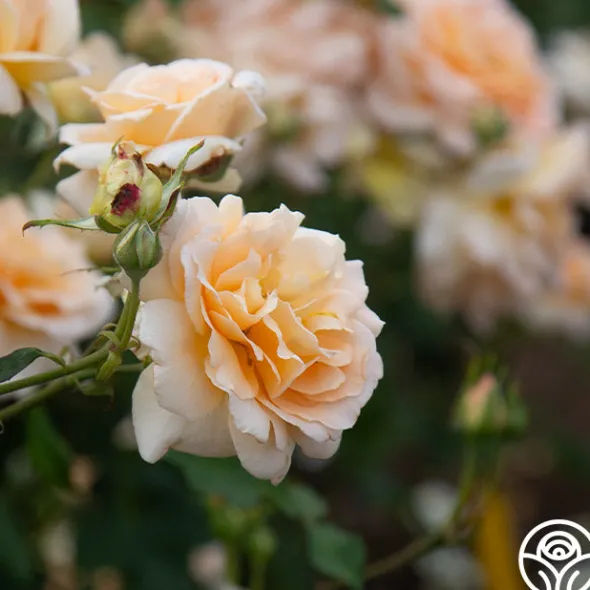 Heirloom Roses Apricot Nectar™ Outlet