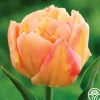 Heirloom Roses Apricot Symbiose Clearance