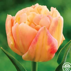 Heirloom Roses Apricot Symbiose Clearance