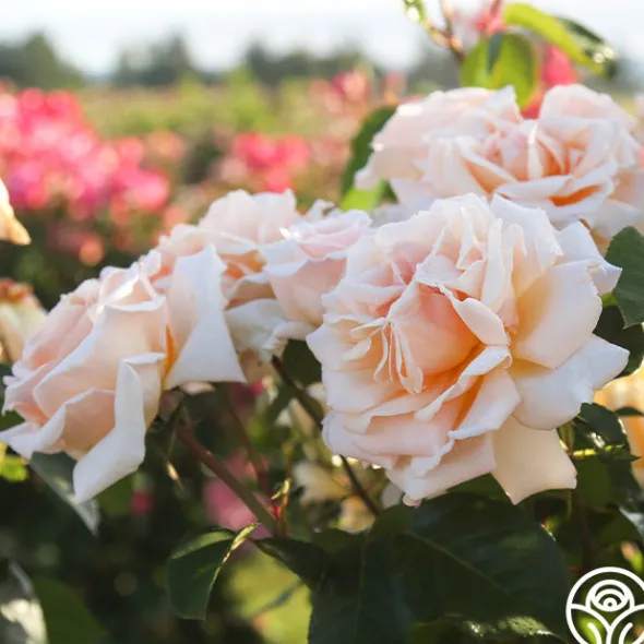 Heirloom Roses Apricots n' Cream™ Outlet