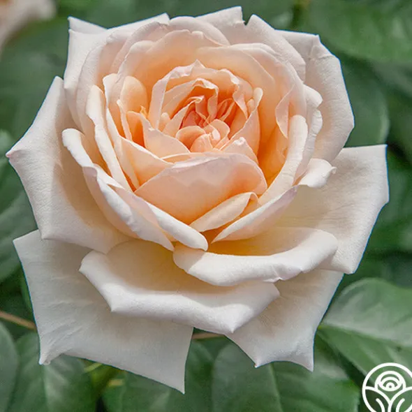 Heirloom Roses Apricots n' Cream™ Outlet