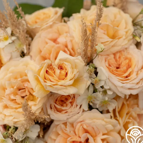 Heirloom Roses Apricots n' Cream™ Outlet