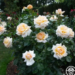 Heirloom Roses Apricots n' Cream™ Outlet