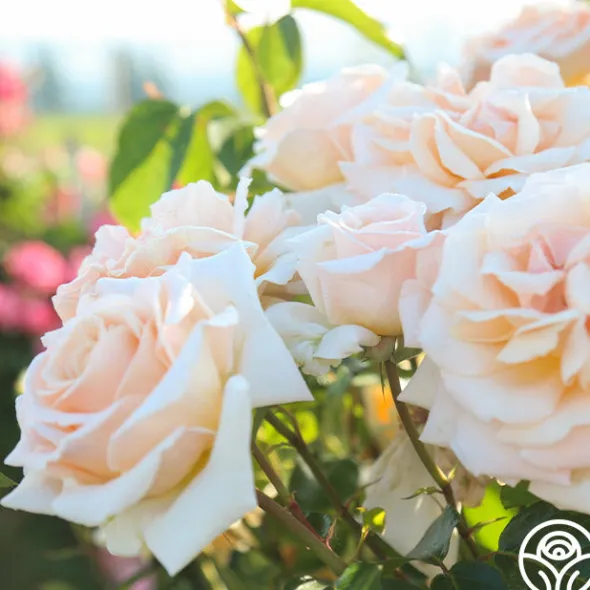 Heirloom Roses Apricots n' Cream™ Outlet