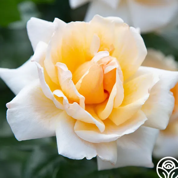 Heirloom Roses Apricots n' Cream™ Outlet